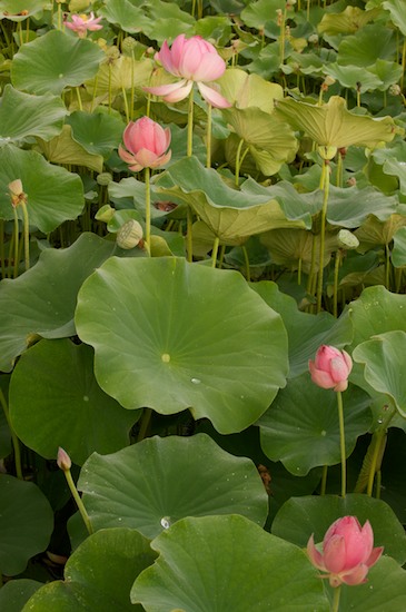 Bloom;Blossom;Blossoms;botanical;botanicals;botany;Damp;Dew;Dewy;Drop;Droplet;flora;Floret;Flower;Floweret;Flowering;Flowers;Foliage;Franklin;Gold;Green;greenery;herb;herbage;Leaf;Leafy;Leaves;Moisture;North Carolina;Petal;Petals;Pink;Pistil;plant;plants;shrub;Stamen;vegetation;Vein;Water;Wet;White;Yellow