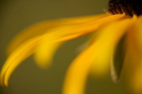 Black-eyed Susan;Close-up;Bloom;Flowering;Green;Blossom;Flora;Floret;Floweret;Flower;Brown;Pistel;floral;Petal;Stamen;Flowers;Blossoms;Gold;Yellow;Petals