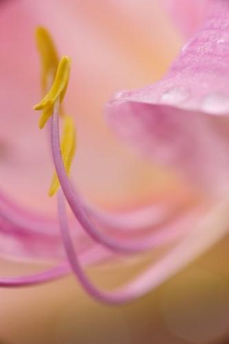 Orange;Oneness;Flowers;Flowering;Floweret;Petal;Pistil;Blossoms;Bloom;Stamen;close-up;Surprise Lily;Tennessee;Lavender;Blossom;Peaceful;Flower;Pink;Oriental;Petals;Purple;Floret;Pastel