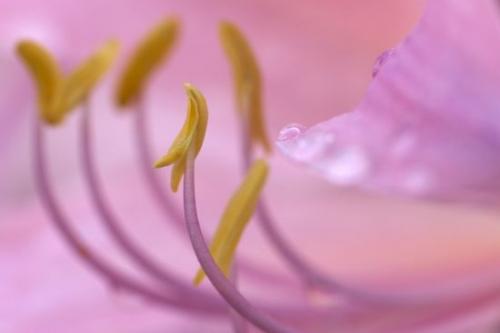 Petals;Purple;Petal;Surprise Lily;Flowers;Floweret;Blossoms;close-up;Peaceful;Flower;Oriental;Pink;Pistil;Floret;Pastel;Blossom;Lavender;Stamen;Oneness;Bloom;Orange;Flowering;Tennessee