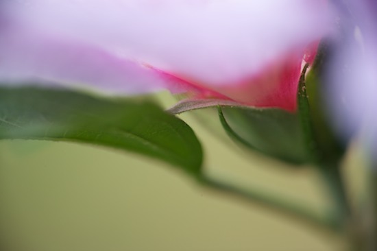 Abstract;Abstractions;Bloom;Blossom;Blossoms;Floret;Flower;Floweret;Flowering;Flowers;Green;Patterns;Petal;Petals;Pink;Pistel;Red;Shapes;Stamen;Textures