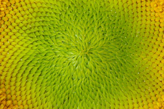 Abstract;Abstractions;Bloom;Blossom;Blossoms;Floret;Flower;Floweret;Flowering;Flowers;Green;Patterns;Petal;Petals;Pistel;Shapes;Stamen;Textures;Yellow