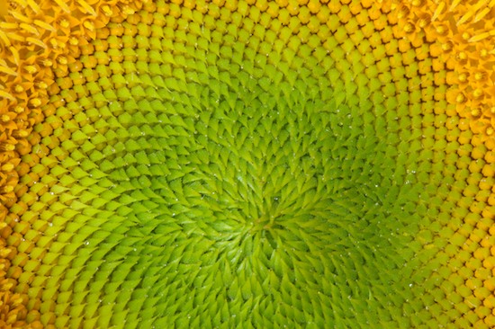 Abstract;Abstractions;Bloom;Blossom;Blossoms;Floret;Flower;Floweret;Flowering;Flowers;Green;Patterns;Petal;Petals;Pistel;Shapes;Stamen;Textures;Yellow