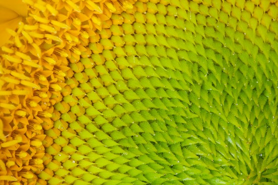 Abstract;Abstractions;Bloom;Blossom;Blossoms;Floret;Flower;Floweret;Flowering;Flowers;Green;Patterns;Petal;Petals;Pistel;Shapes;Stamen;Textures;Yellow