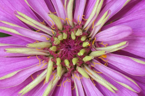 Abstract;Abstractions;Bloom;Blossom;Blossoms;Floret;Flower;Floweret;Flowering;Flowers;Lavender;Patterns;Petal;Petals;Pink;Pistel;Purple;Shapes;Stamen;Textures