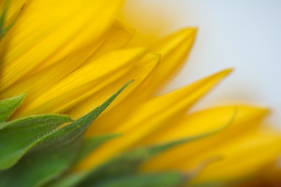 Abstract;Abstractions;Bloom;Blossom;Blossoms;Floret;Flower;Floweret;Flowering;Flowers;Green;Patterns;Petal;Petals;Pistel;Shapes;Stamen;Textures;Yellow