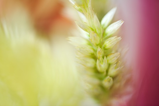 Abstract;Abstractions;Bloom;Blossom;Blossoms;botanical;botanicals;botany;flora;Floret;Flower;Floweret;Flowering;Flowers;greenery;herb;herbage;Patterns;Petal;Petals;Pistel;plant;plants;Shapes;shrub;Stamen;Textures;vegetation