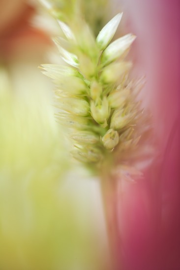 Abstract;Abstractions;Bloom;Blossom;Blossoms;botanical;botanicals;botany;flora;Floret;Flower;Floweret;Flowering;Flowers;greenery;herb;herbage;Patterns;Petal;Petals;Pistel;plant;plants;Shapes;shrub;Stamen;Textures;vegetation