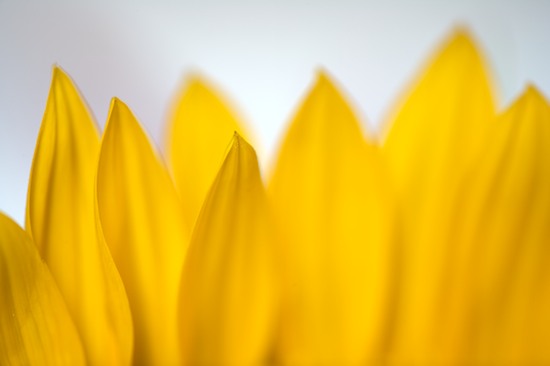 Abstract;Abstractions;Bloom;Blossom;Blossoms;Floret;Flower;Floweret;Flowering;Flowers;Green;Patterns;Petal;Petals;Pistel;Shapes;Stamen;Textures;Yellow