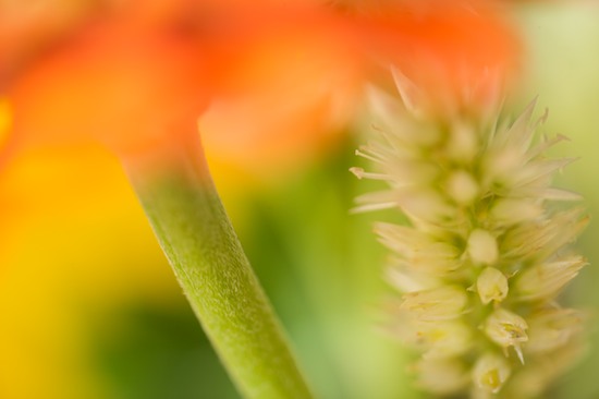 Abstract;Abstractions;Bloom;Blossom;Blossoms;botanical;botanicals;botany;flora;Floret;Flower;Floweret;Flowering;Flowers;greenery;herb;herbage;Patterns;Petal;Petals;Pistel;plant;plants;Shapes;shrub;Stamen;Textures;vegetation