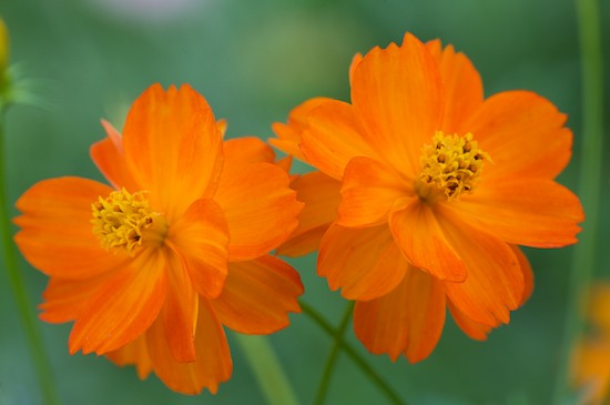 Bloom;Blossom;Blossoms;Cosmos;Floret;Flower;Floweret;Flowering;Flowers;Green;Orange;Petal;Petals;Pistil;Stamen