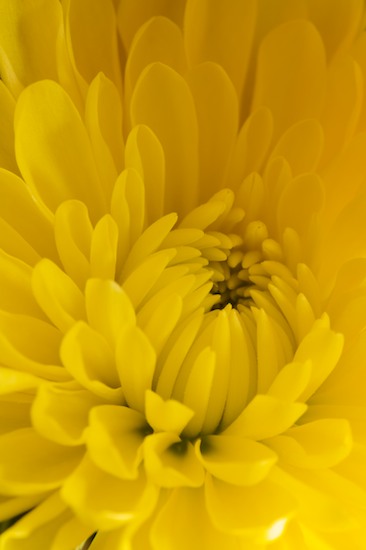 Abstract;Bloom;Blossom;Blossoms;Floret;Flower;Floweret;Flowering;Flowers;Mums;Petal;Petals;Pistel;Stamen;Yellow