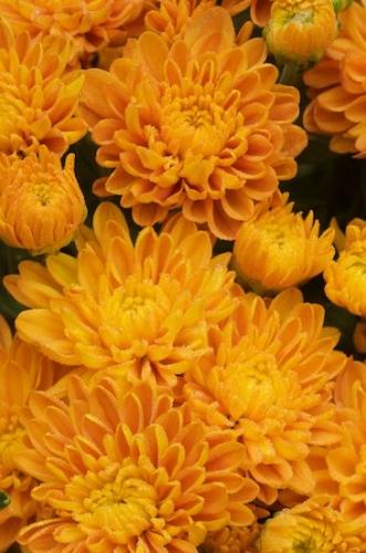 Blossoms;Floret;Close-up;floral;Petal;Flowers;Gold;Flowering;Floweret;Green;Petals;Chrysanthemum;Pistil;Stamen;Flower;Orange;Mums;Mum;Yellow;Flora;Bloom;Blossom