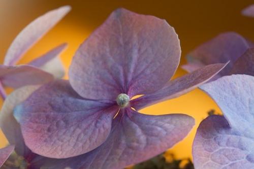 Pistil;Floweret;Blossoms;Pastel;Hydrangea;Petal;Floret;Flower;Flowers;Flowering;Bloom;Petals;Pink;Purple;Close-up;Blossom;Lavender;Blue;Stamen