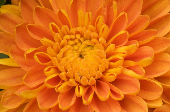 Bloom;Blossom;Blossoms;Floret;Flower;Floweret;Flowering;Flowers;Mum;Mums;Orange;Petal;Petals;Pistil;Stamen
