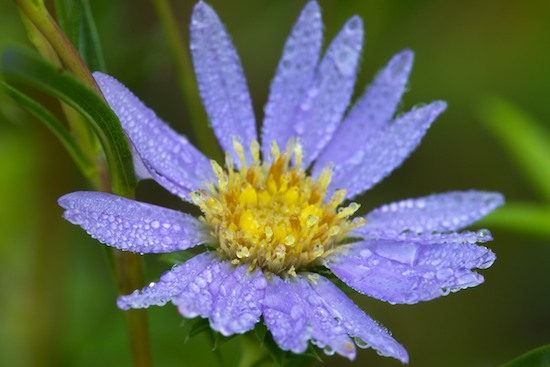 Aster;Aster paludosus ssp. hemisphericus;Bloom;Blossom;Blossoms;Blue;Damp;Dew;Dewy;Drop;Droplet;Floret;Flower;Floweret;Flowering;Flowers;Green;Lavender;Moisture;Petal;Petals;Pistil;Purple;Southern Prairie Aster;Southern Swamp Aster;Stamen;Tennessee Aster;Water;Wet;Yellow