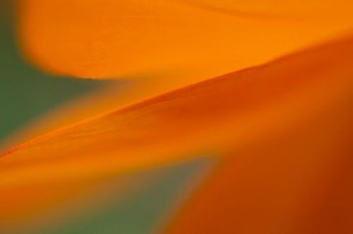 Abstract;Orange;Floweret;Close-up;Bloom;Pistil;Patterns;Textures;Flowers;Flower;Blossoms;Floret;Stamen;Abstractions;Petals;Flowering;Cosmos;Blossom;Shapes;Petal