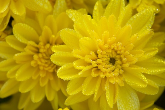 Bloom;Blossom;Blossoms;Damp;Dew;Dewy;Drop;Droplet;Floret;Flower;Floweret;Flowering;Flowers;Moisture;Mums;Petal;Petals;Pistel;Stamen;Water;Wet;Yellow
