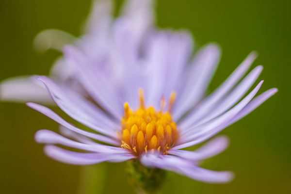Bloom;Blossom;Blossoms;Botanical;Calm;Close-up;Flora;Floral;Floweret;Flowering;Flowers;Flowers & Plants;Grand Teton National Park;Grand Tetons;Grand Tetons National Park;Healing;Health care;Healthcare;Jackson Hole;Macro;Maine;Minimalism;Nature;Pastoral;Petal;Pink;United States;Wyoming;Yellow;bloom;botanicals;flora;floral;flower;green;oneness;orange;peaceful;purple;restful;serene;soothing;tranquil;wildflower;zen
