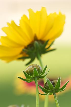Abstract;Color;Flower;Oneness;Abstractions;Patterns;Shapes;Textures;Blooming;Blossom;Bloom;Plants;Flowering;Botanical;Nature;Petal;Garden;Colorful;Outdoor;Vegetation;Natural;Floral;Herb;Flowers;Stamen;Pistil;Stem