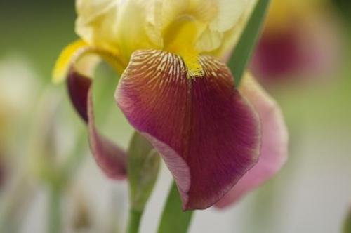 Abstract;Petals;Flower;Blossom;Yellow;Abstractions;Stamen;Shapes;Red;Floret;Flowers;Green;iris;Petal;Flowering;Bloom;Patterns;Floweret;Maroon;Blossoms;Close-up;Textures;Pistel