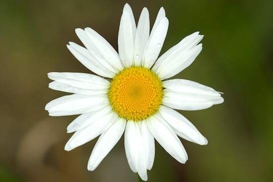Bloom;Blossom;Blossoms;Damp;Dew;Dewy;Drop;Droplet;Floret;Flower;Floweret;Flowering;Flowers;Moisture;Petal;Petals;Pistel;Stamen;Water;Wet