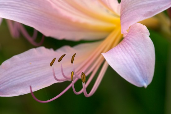 Abstract;Abstractions;Bloom;Blossom;Blossoms;Floret;Flower;Floweret;Flowering;Flowers;Gold;Orange;Patterns;Petal;Petals;Pink;Pistil;Shapes;Stamen;Textures