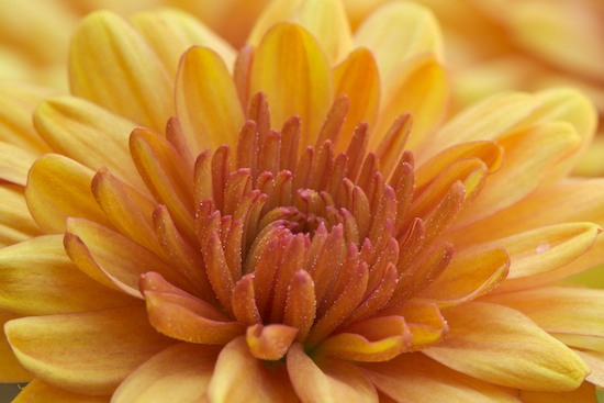 Abstract;Abstractions;Bloom;Blossom;Blossoms;Concepts;Floret;Flower;Floweret;Flowering;Flowers;Oneness;Orange;Patterns;Petal;Petals;Pistel;Shapes;Stamen;Textures;Yellow
