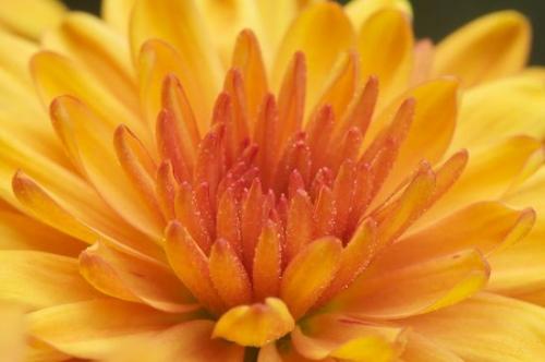 Green;Yellow;Flowers;Floret;Floweret;Blossom;Abstractions;Petal;Abstract;Fall;Flower;Textures;Stamen;Blossoms;Mum;Patterns;floral;Chrysanthemum;Autumn;Gold;Flora;Close-up;Orange;Petals;Shapes;Pistel;Flowering;Bloom