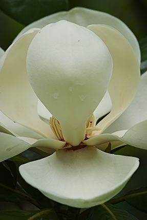 Flower;Abstract;Plants;Blooming;Blossom;Bloom;Flowering;Botanical;Nature;Petal;Garden;Colorful;Outdoor;Vegetation;Natural;Floral;Herb;Flowers;Stamen;Pistil;Stem;Abstractions;Patterns;Shapes;Textures