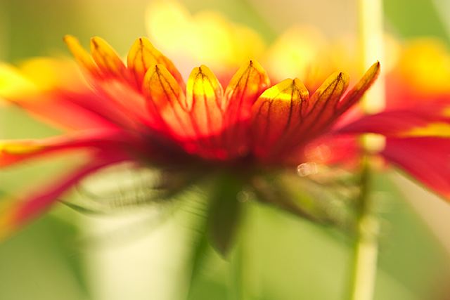 Flower;Plants;Color;Red;Abstract;Blooming;Blossom;Bloom;Flowering;Botanical;Nature;Petal;Garden;Colorful;Outdoor;Vegetation;Natural