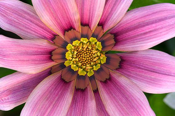 Flower;Color;maine;Abstract;pink;petals;Close-up;Bloom;blossom;