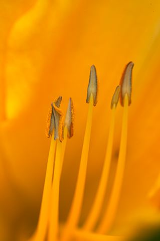 Bloom;Blossom;Blooming;Flower;Flowers;Plants;colors;Orange;Abstract;Abstractions;Patterns;Shapes;Textures;Flowering;Botanical;Nature;Petal;Garden;Colorful;Outdoor;Vegetation;Natural;Floral;Herb;Stamen;Pistil;Stem