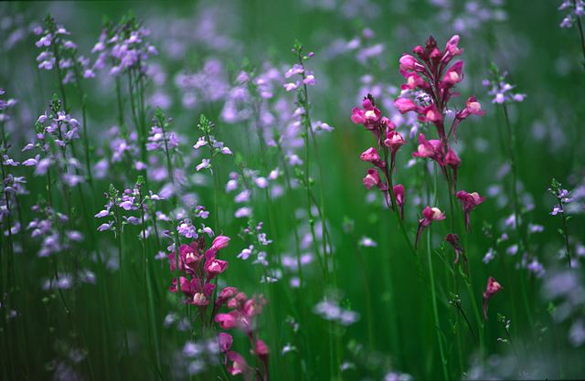 Abstract;Abstractions;Patterns;Shapes;Textures;Flower;Blooming;Blossom;Bloom;Plants;Flowering;Botanical;Nature;Petal;Garden;Colorful;Outdoor;Vegetation;Natural;Floral;Herb;Flowers;Stamen;Pistil;Stem