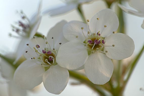 Flower;Blooming;Blossom;Bloom;Plants;Flowering;Botanical;Nature;Petal;Garden;Colorful;Outdoor;Vegetation;Natural;Abstract;Abstractions;Patterns;Shapes;Textures;Floral;Herb;Flowers;Stamen;Pistil;Stem
