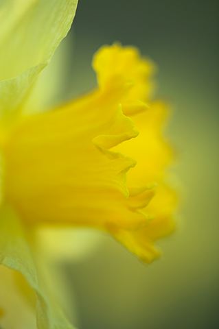 Flower;Blooming;Blossom;Bloom;Plants;Flowering;Botanical;Nature;Petal;Garden;Colorful;Outdoor;Vegetation;Natural;Abstract;Abstractions;Patterns;Shapes;Textures;Floral;Herb;Flowers;Stamen;Pistil;Stem
