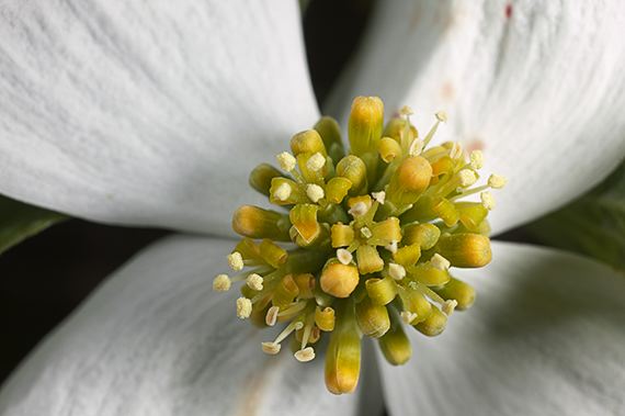 Flower;Blooming;Blossom;Bloom;Plants;Flowering;Botanical;Nature;Petal;Garden;Colorful;Outdoor;Vegetation;Natural;Abstract;Abstractions;Patterns;Shapes;Textures;Floral;Herb;Flowers;Stamen;Pistil;Stem