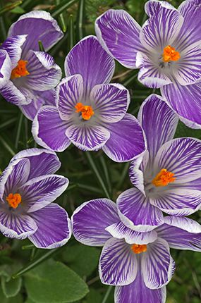 Flower;Fog;Mist;Journey;Abstract;Abstractions;Patterns;Shapes;Textures;Floral;Herb;Flowers;Stamen;Pistil;Stem;Blooming;Blossom;Bloom;Plants;Flowering;Botanical;Nature;Petal;Garden;Colorful;Outdoor;Vegetation;Natural