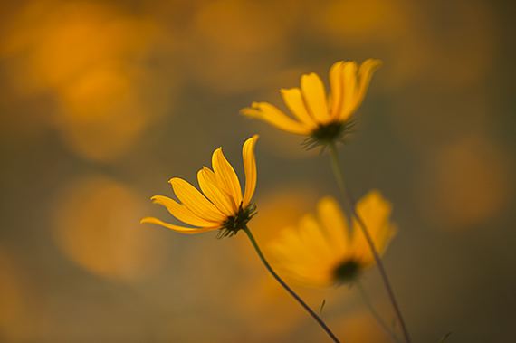 Alabama;Plants;Flower;Flowers;Little River Canyon