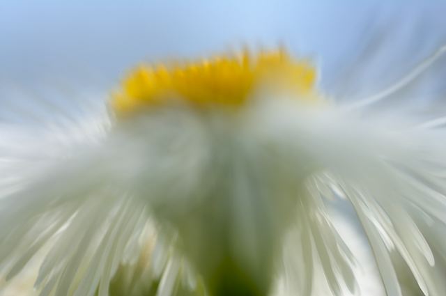 Flower;Blooming;Blossom;Bloom;Plants;Flowering;Botanical;Nature;Petal;Garden;Colorful;Outdoor;Vegetation;Natural;Solitude;Sky;Colors;Color;Daisies