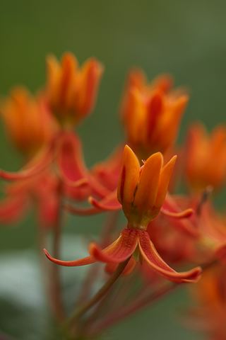 Flower;Blooming;Blossom;Bloom;Plants;Flowering;Botanical;Nature;Petal;Garden;Colorful;Outdoor;Vegetation;Natural;Abstract;Abstractions;Patterns;Shapes