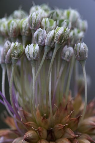 Abstract;Abstractions;Patterns;Shapes;Textures;Flower;Blooming;Blossom;Bloom;Plants;Flowering;Botanical;Nature;Petal;Garden;Colorful;Outdoor;Vegetation;Natural;Floral;Herb;Flowers;Stamen;Pistil;Stem