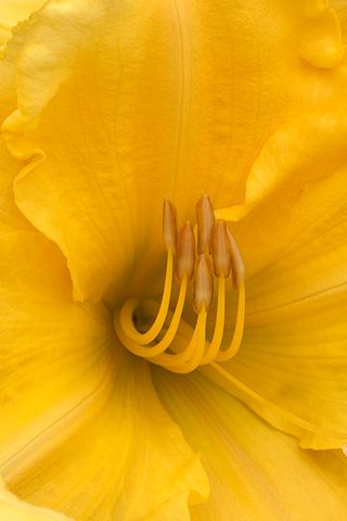 Flower;Blooming;Blossom;Bloom;Plants;Flowering;Botanical;Nature;Petal;Garden;Colorful;Outdoor;Vegetation;Natural;Floral;Herb;Flowers;Stamen;Pistil;Stem;Abstract;Abstractions;Patterns;Shapes;Textures