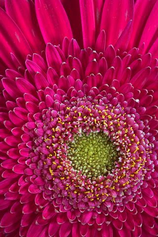 Flower;Blooming;Blossom;Bloom;Plants;Flowering;Botanical;Nature;Petal;Garden;Colorful;Outdoor;Vegetation;Natural;Floral;Herb;Flowers;Stamen;Pistil;Stem;Abstract;Abstractions;Patterns;Shapes;Textures