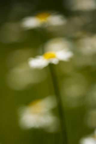 Flower;Blooming;Blossom;Bloom;Plants;Flowering;Botanical;Nature;Petal;Garden;Colorful;Outdoor;Vegetation;Natural;Tennessee