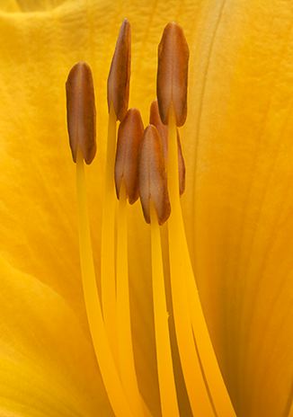 Flower;Blooming;Blossom;Bloom;Plants;Flowering;Botanical;Nature;Petal;Garden;Colorful;Outdoor;Vegetation;Natural;Floral;Herb;Flowers;Stamen;Pistil;Stem;Abstract;Abstractions;Patterns;Shapes;Textures