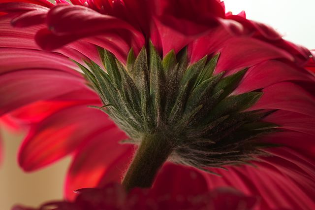 Flower;Blooming;Blossom;Bloom;Plants;Flowering;Botanical;Nature;Petal;Garden;Colorful;Outdoor;Vegetation;Natural;Floral;Herb;Flowers;Stamen;Pistil;Stem;Abstract;Abstractions;Patterns;Shapes;Textures