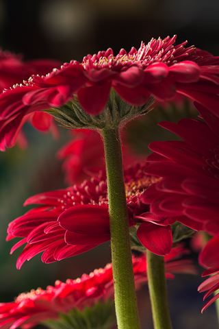 Flower;Blooming;Blossom;Bloom;Plants;Flowering;Botanical;Nature;Petal;Garden;Colorful;Outdoor;Vegetation;Natural;Floral;Herb;Flowers;Stamen;Pistil;Stem;Abstract;Abstractions;Patterns;Shapes;Textures