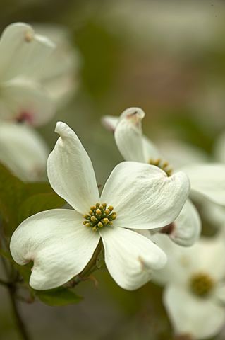 Flower;Flowers
