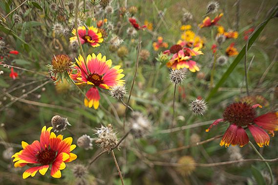 Flower;Blooming;Blossom;Bloom;Plants;Flowering;Botanical;Nature;Petal;Garden;Colorful;Outdoor;Vegetation;Natural;Floral;Herb;Flowers;Stamen;Pistil;Stem